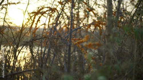 Wallpaper Mural Autumn landscape with sea buckthorn bushes with berries on the lake in the rays of the evening sun. Torontodigital.ca