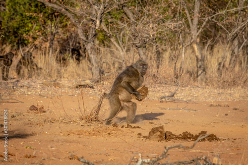Chacma baboon walking away with something.
