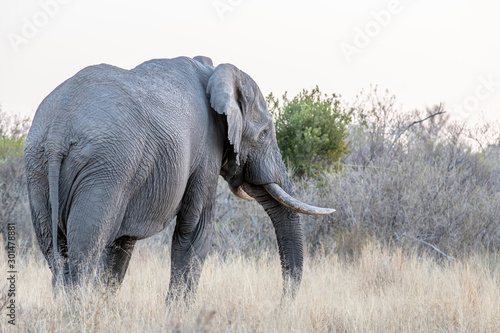 Big Elephant bull facing away from the camera.