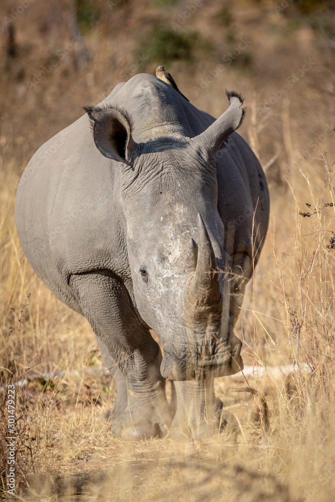 Fototapeta premium White rhino starring at the camera.