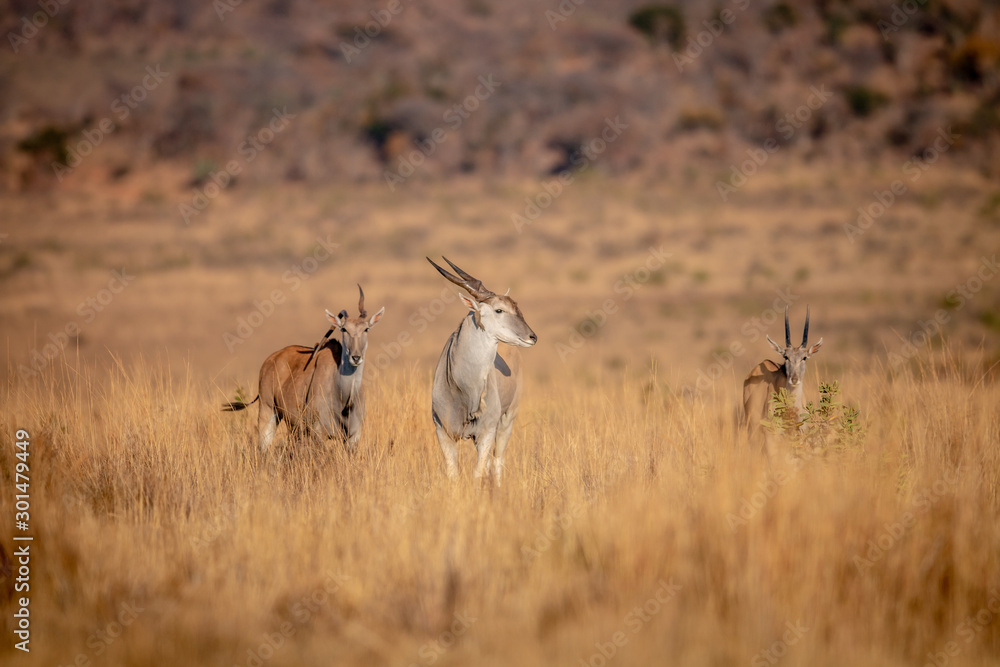 Fototapeta premium Herd of Eland standing in the grass.