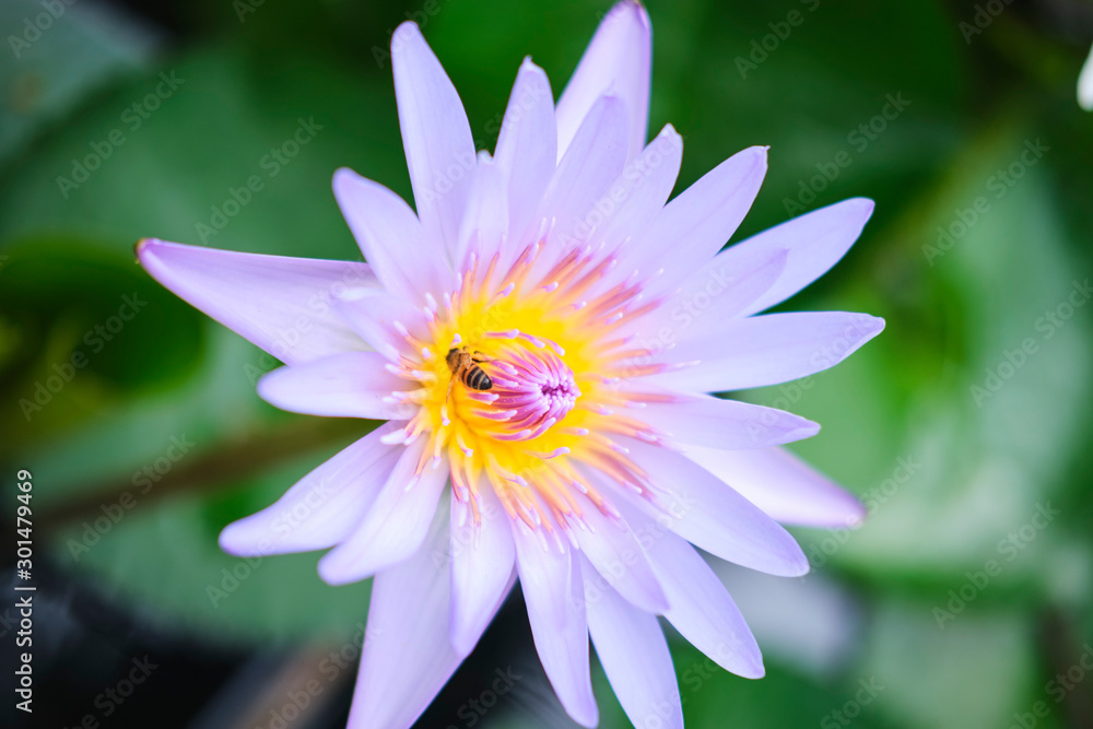 Wild lotus blossom with bee on pink, purple and white flowers in pond Wild lotus blossom with bee on pink, purple and white flowers in pond