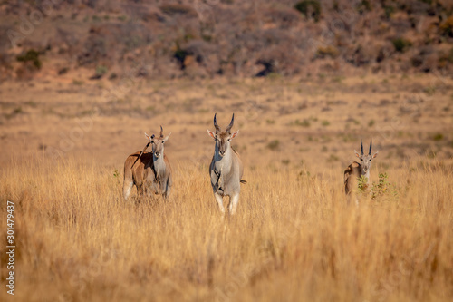 Herd of Eland standing in the grass.