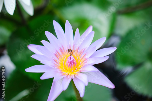 Wild lotus blossom with bee on pink  purple and white flowers in pond