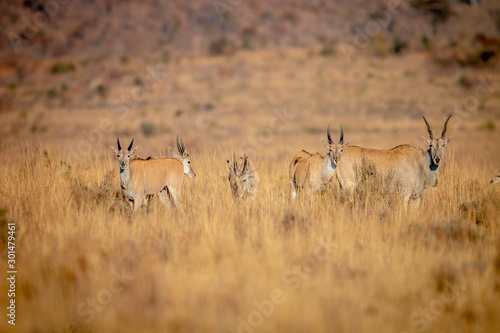 Herd of Eland standing in the grass.