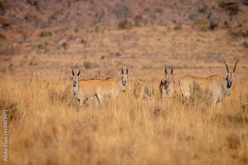 Herd of Eland standing in the grass.