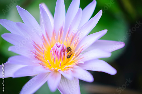 Wild lotus blossom with bee on pink  purple and white flowers in pond