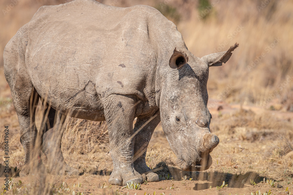 Fototapeta premium White rhino standing in the grass.