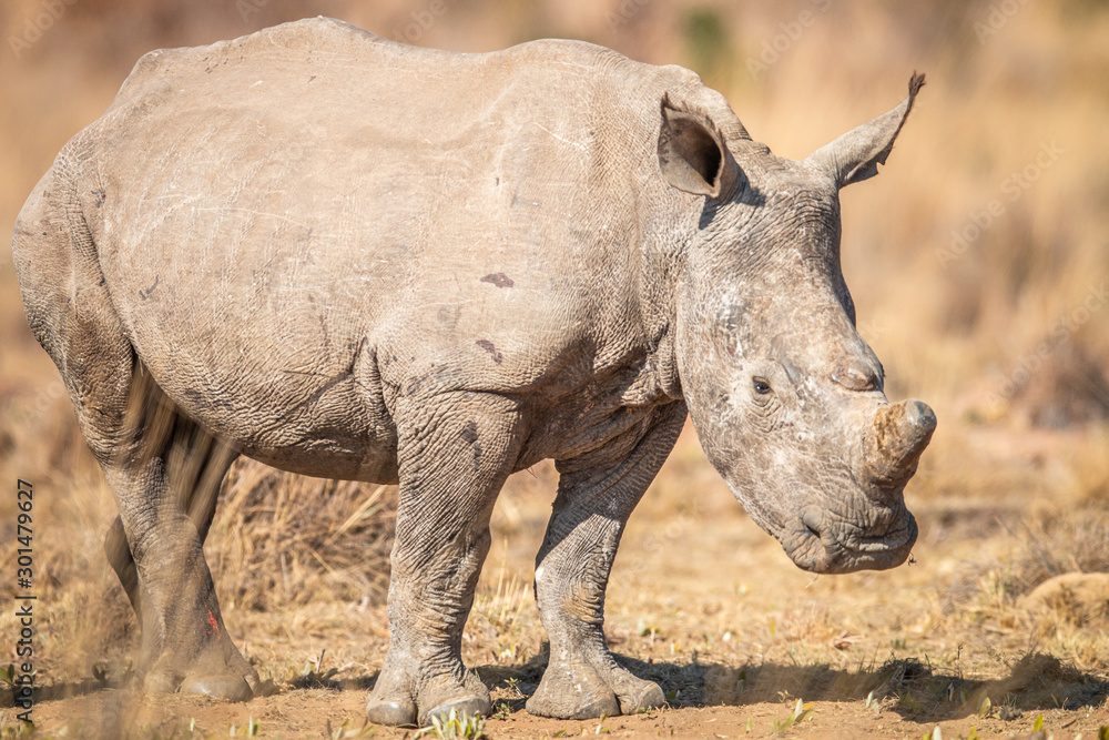 Fototapeta premium White rhino standing in the grass.