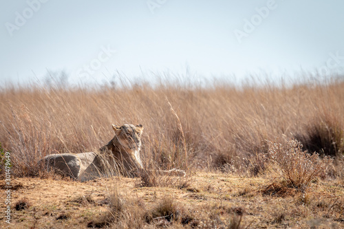 Lioness laying in the high grass.