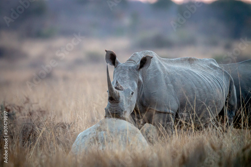 White rhino resting his head on a rock. © simoneemanphoto
