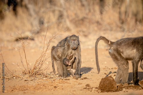 Chacma baboon with a baby walking towards camera.