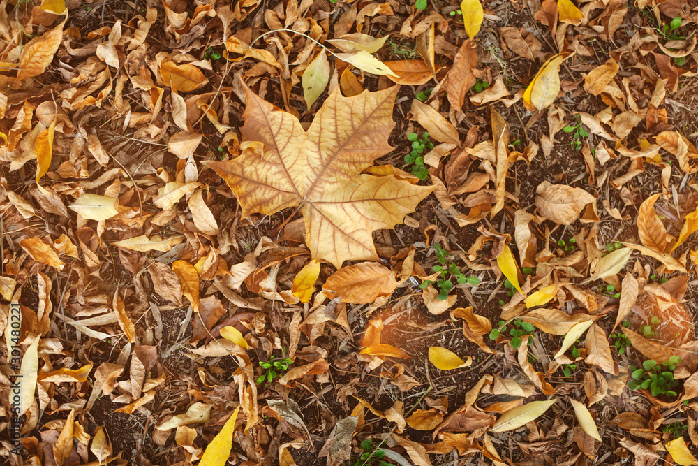 autumn leaves on ground autumn leaves on ground