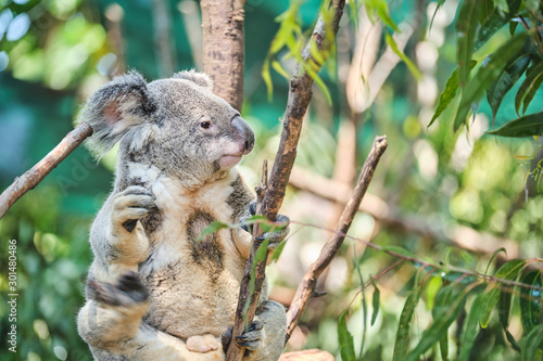 Adorable baby koala and mother sitting on tree branch eating eucalyptus leaves © Orion Media Group