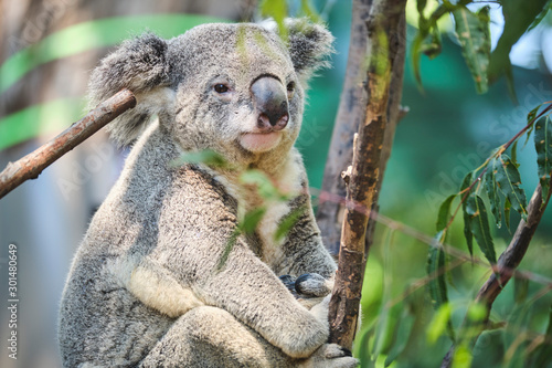 Fototapeta Naklejka Na Ścianę i Meble -  Adorable baby koala and mother sitting on tree branch eating eucalyptus leaves