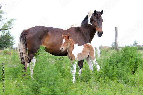 фотографія Potrillito con su Madre
