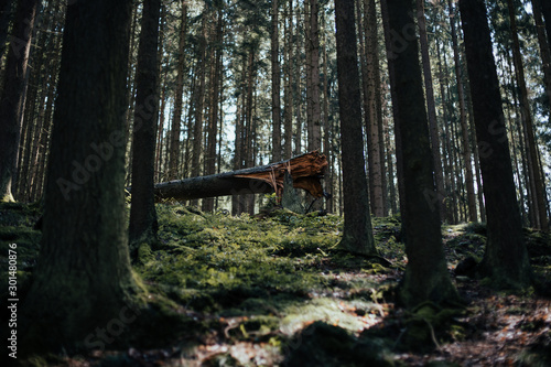 broken tree in a pine tree forest