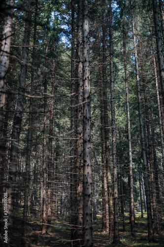 forest full of pine trees © kay fochtmann