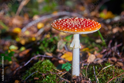 Beautiful poisonous fly agaric in the forest. Close-up.