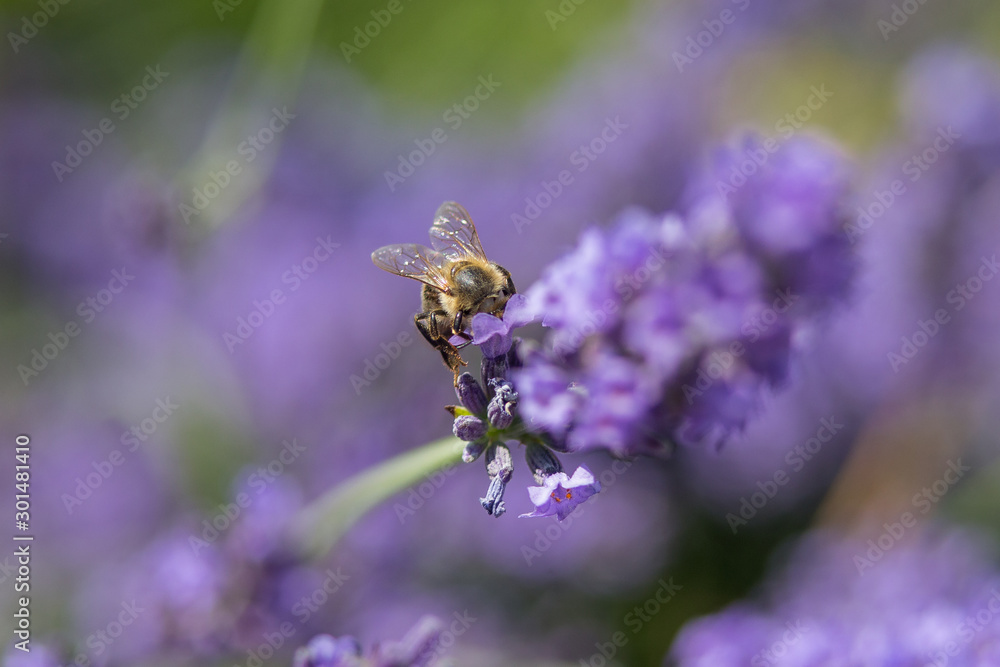 Fototapeta premium Bee on a flower