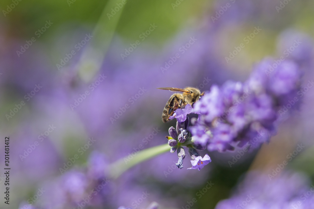 Bee on a flower Bee on a flower