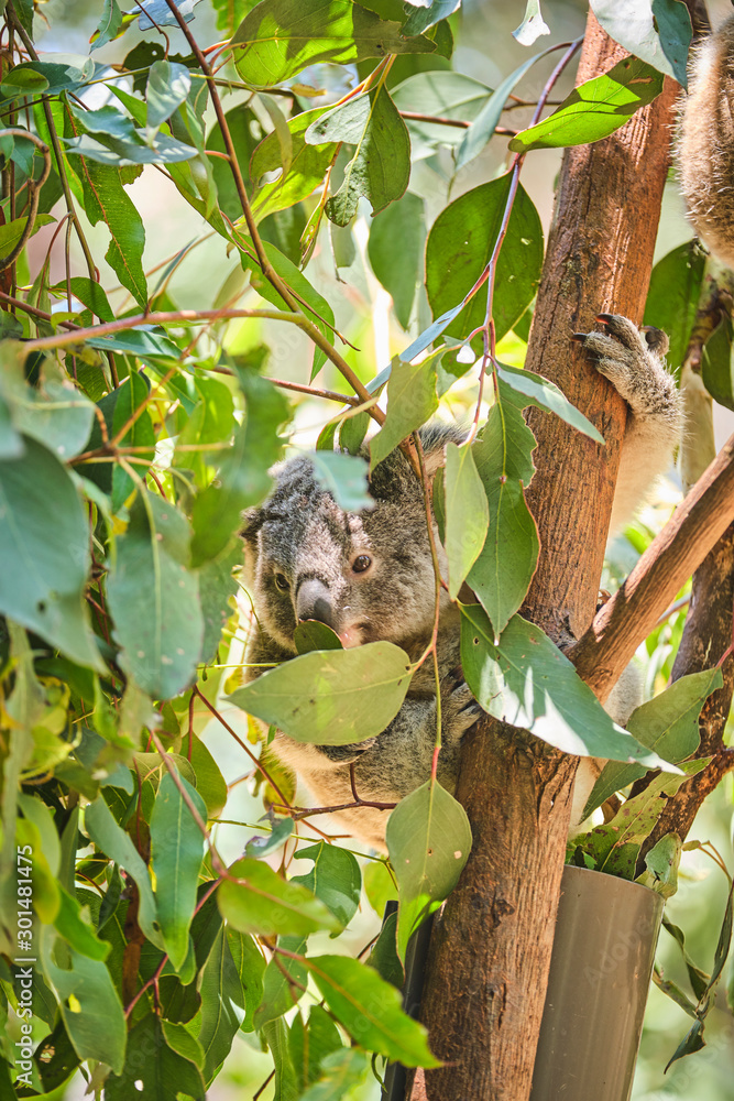 Fototapeta premium Adorable baby koala and mother sitting on tree branch eating eucalyptus leaves