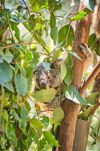 Adorable baby koala and mother sitting on tree branch eating eucalyptus leaves