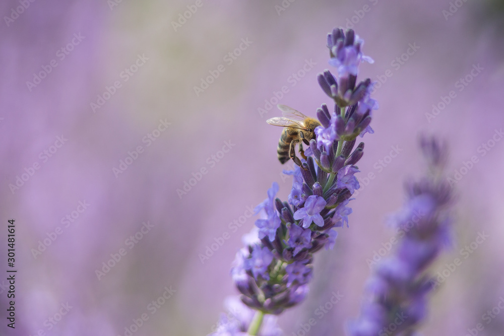 Bee on a flower Bee on a flower