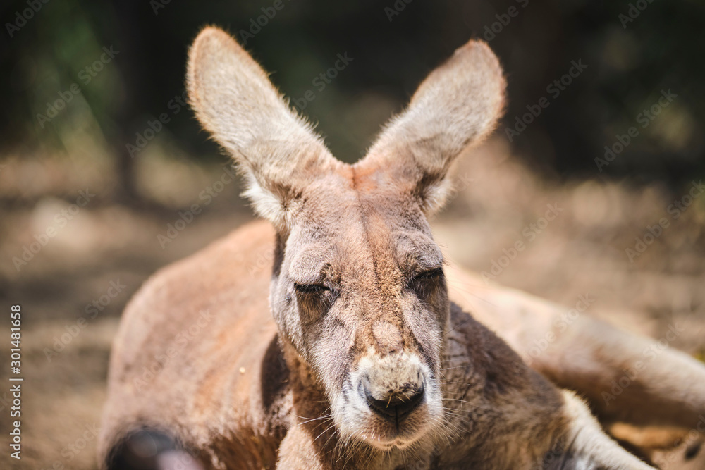 Kangaroo Joey and Mum in captivity in the Gold Coast, Australia Kangaroo Joey and Mum in captivity in the Gold Coast, Australia