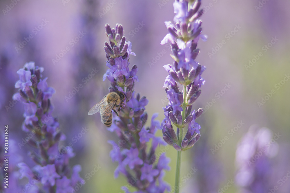 Bee on a flower Bee on a flower