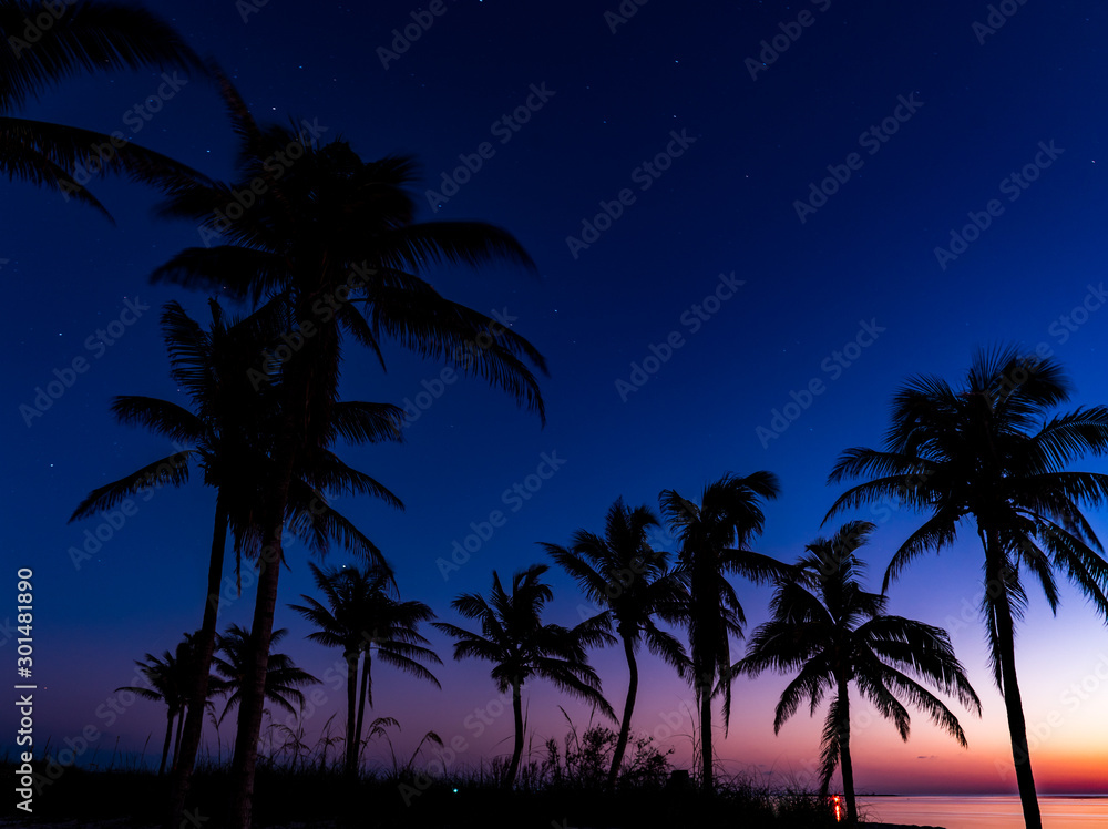 Palm trees silhouetted against a deep blue night sky with pinpoint stars just visible and the setting sun's last pink glow just fading on the horizon.