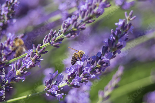 Bee on a flower