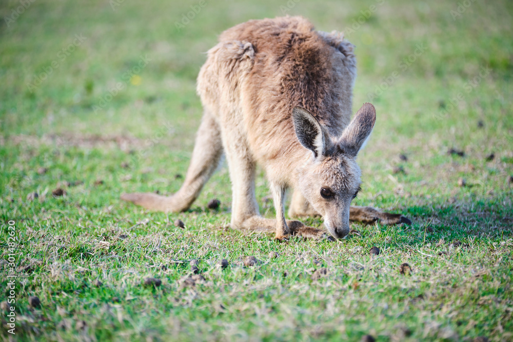 Wild Kangaroos and joeys on open grass land in Gold Coast, Queensland, Australia Wild Kangaroos and joeys on open grass land in Gold Coast, Queensland, Australia
