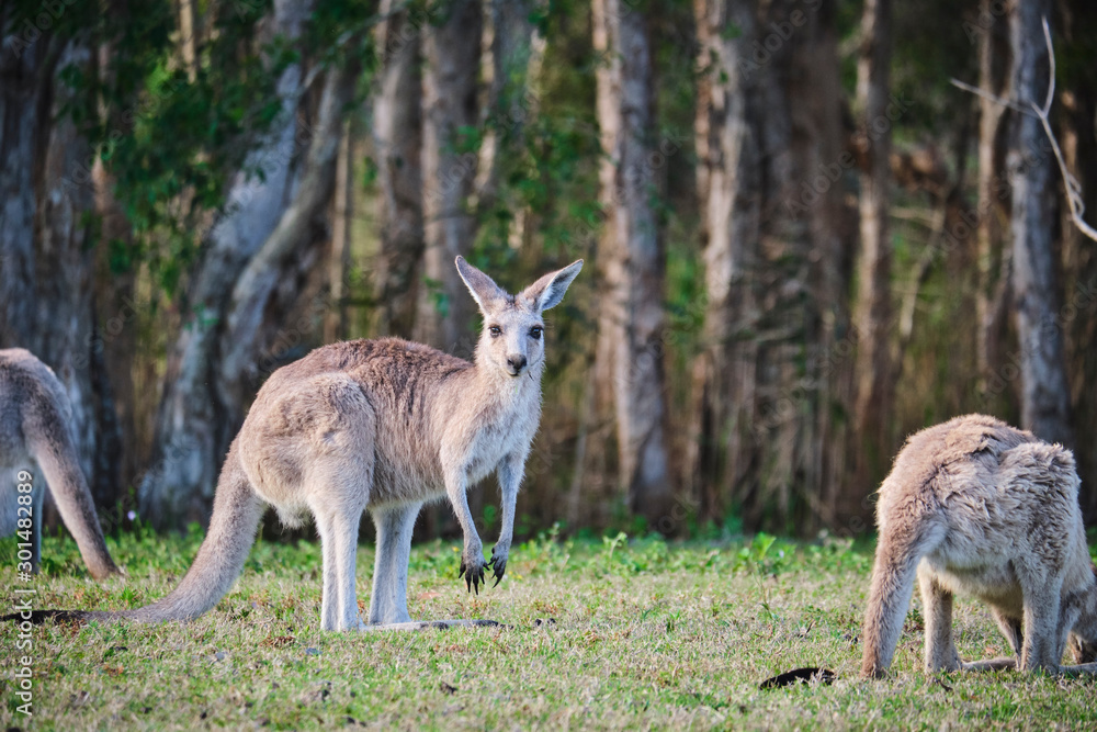Wild Kangaroos and joeys on open grass land in Gold Coast, Queensland, Australia Wild Kangaroos and joeys on open grass land in Gold Coast, Queensland, Australia
