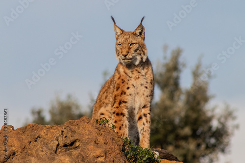 a boreal lynx resting in its territory