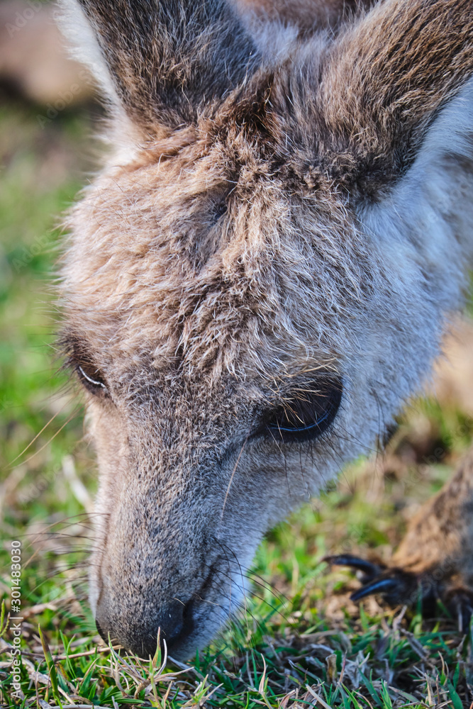 Wild Kangaroos and joeys on open grass land in Gold Coast, Queensland, Australia Wild Kangaroos and joeys on open grass land in Gold Coast, Queensland, Australia
