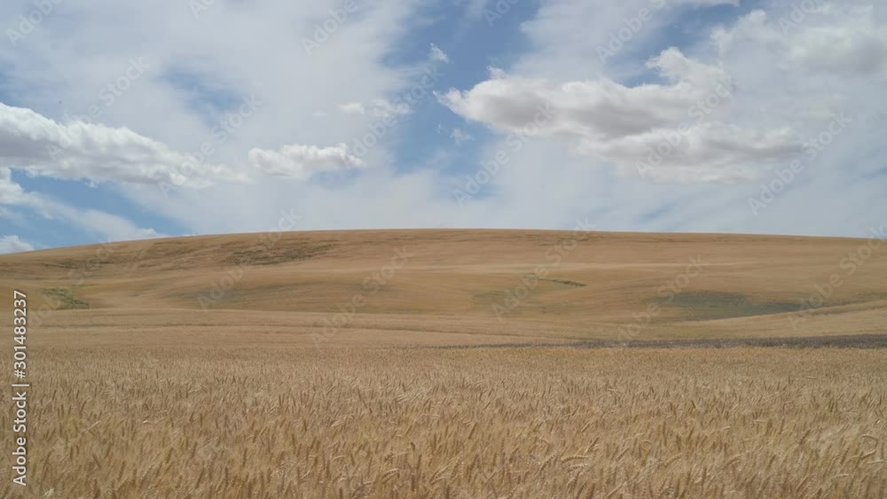 Palouse plains fields blowing in the wind Palouse plains fields blowing in the wind