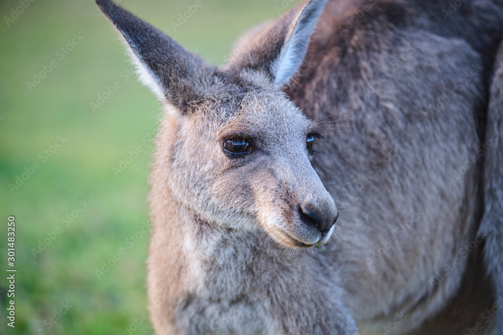 Wild Kangaroos and joeys on open grass land in Gold Coast, Queensland, Australia Wild Kangaroos and joeys on open grass land in Gold Coast, Queensland, Australia