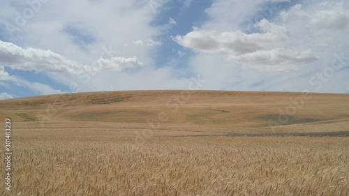 Wallpaper Mural Palouse plains fields blowing in the wind Torontodigital.ca