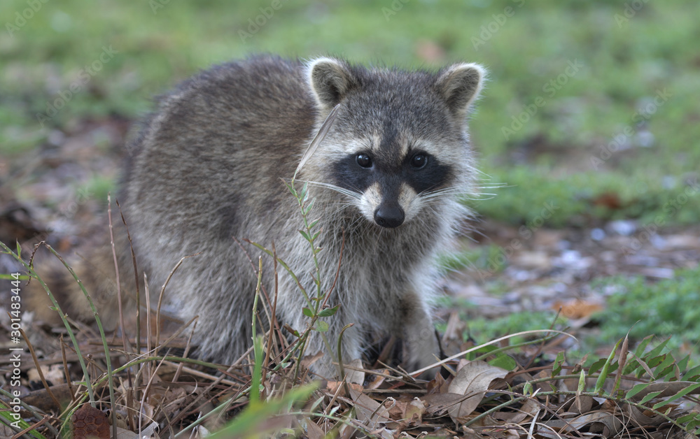 Fluffy young raccoon at Green Cay Wetlands in Florida