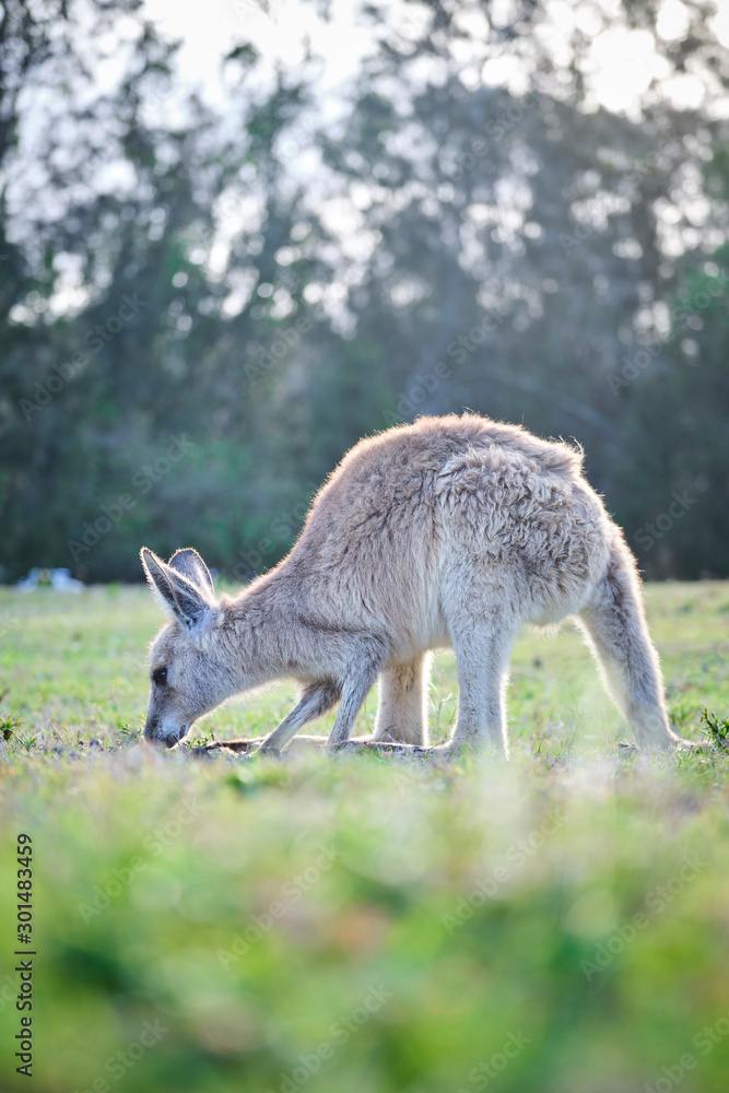 Obraz premium Wild Kangaroos and joeys on open grass land in Gold Coast, Queensland, Australia