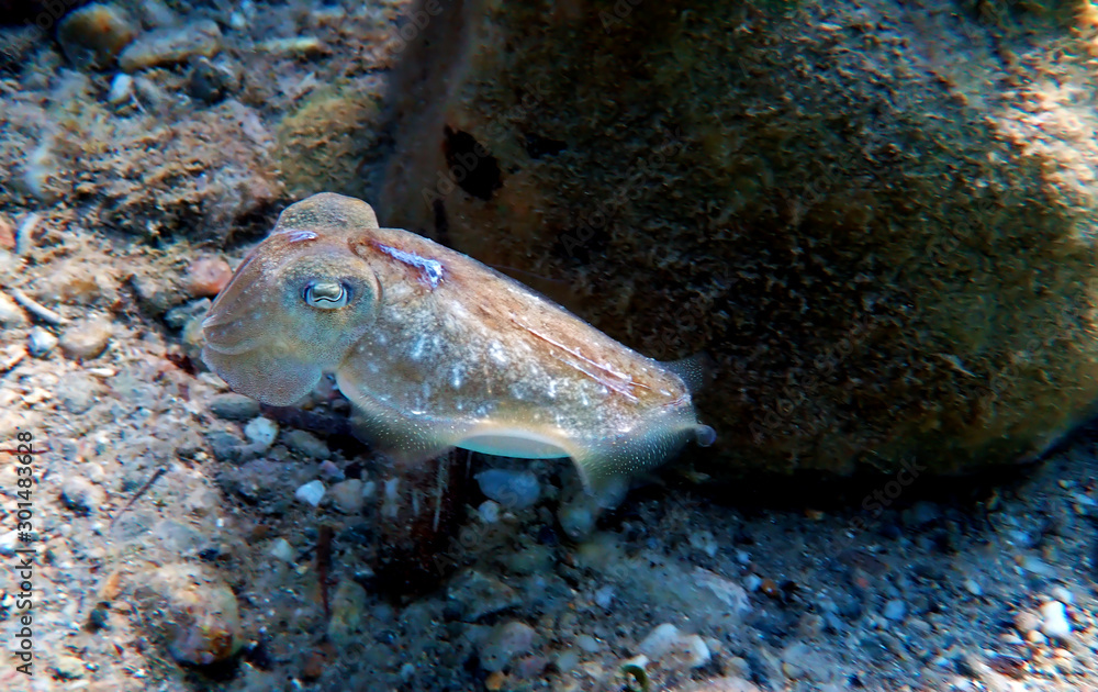 Mediterranean sea common cuttlefish isolated scene Mediterranean sea common cuttlefish isolated scene