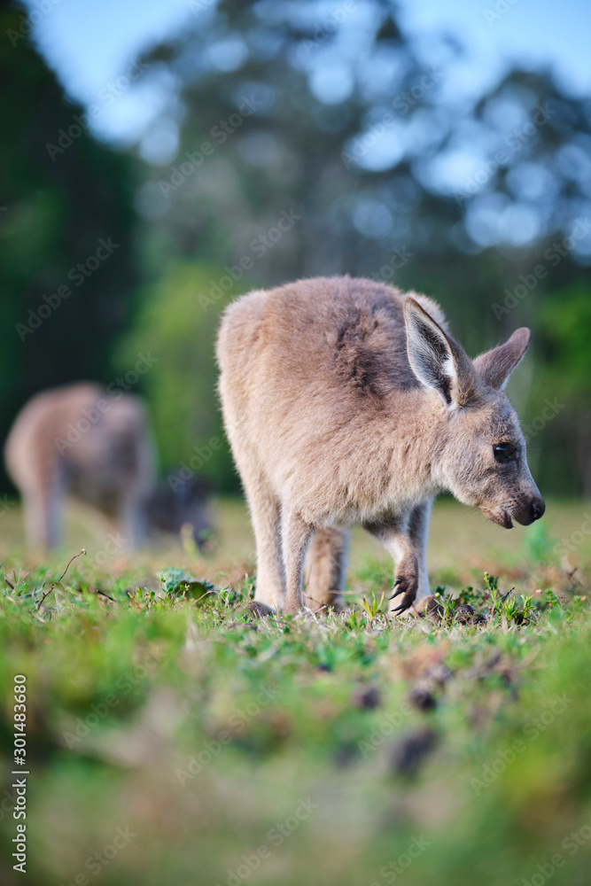 Wild Kangaroos and joeys on open grass land in Gold Coast, Queensland, Australia