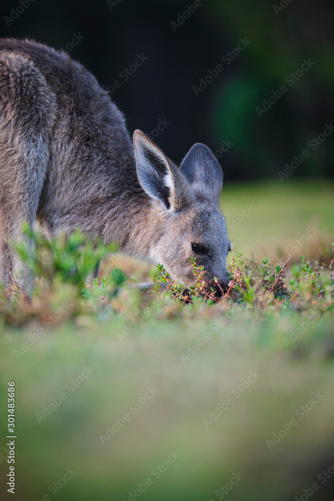 Wild Kangaroos and joeys on open grass land in Gold Coast, Queensland, Australia Wild Kangaroos and joeys on open grass land in Gold Coast, Queensland, Australia