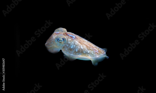 Mediterranean sea common cuttlefish isolated scene photo