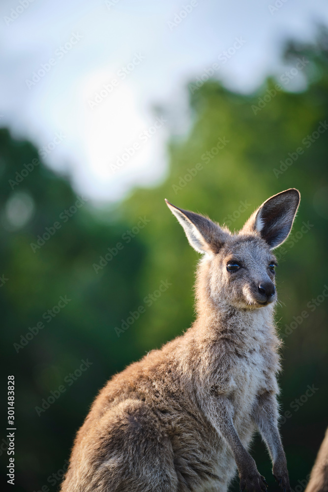 Wild Kangaroos and joeys on open grass land in Gold Coast, Queensland, Australia Wild Kangaroos and joeys on open grass land in Gold Coast, Queensland, Australia
