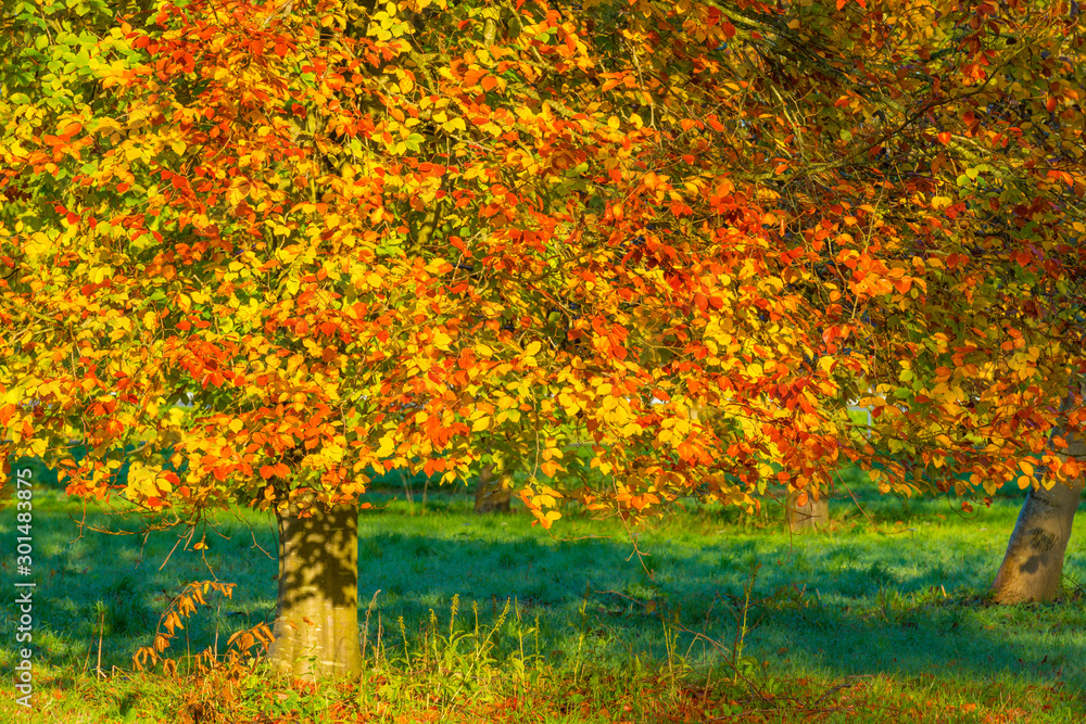 Trees in fall colors in a green grassy field in sunlight in autumn Trees in fall colors in a green grassy field in sunlight in autumn