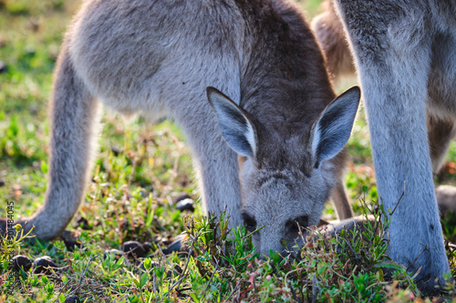 Wild Kangaroos and joeys on open grass land in Gold Coast, Queensland, Australia