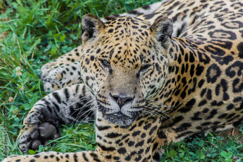 a jaguar lying on top of the green grass