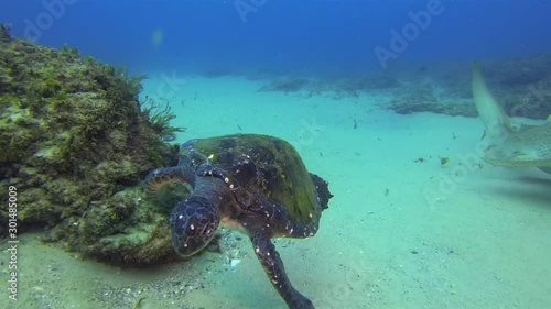 Turtle & Leopard Shark. Green Turtle Or Sea Turtle & Beautiful Zebra Shark Swimming On Peaceful Sand Reef In Calm Blue Sea Water & Sunlit Sea. Graceful Gentle Marine Life & Aquatic Underwater Wildlife